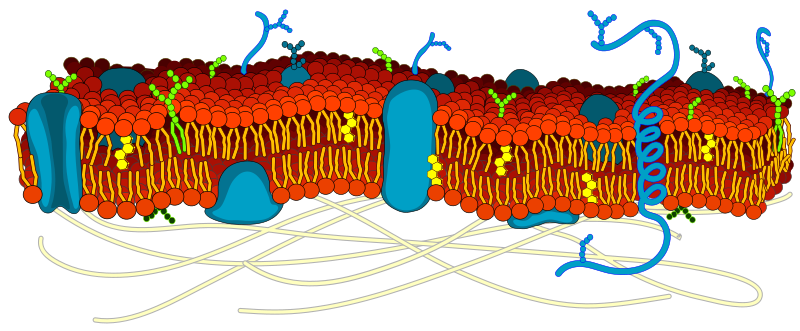 Biological membrane